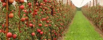 На Одещині з’явиться яблунево-грушевий сад, який розкинеться на 12 га землі